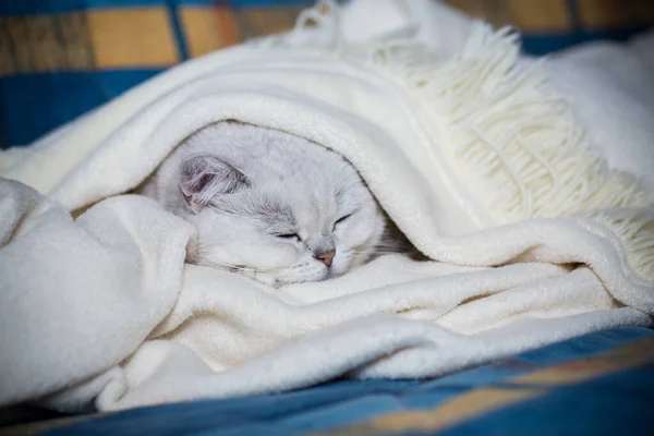 Kucing Dewasa Berkembang Biak Chinchilla Skotlandia Dengan Telinga Lurus Tidur — Stok Foto