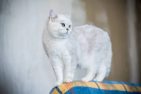 Adult Cat Pedigree Scottish Chinchilla Straight Ears Home — Stock Photo, Image