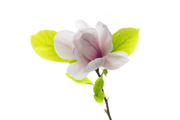 Один Розовый Цветок Ветке Цветущей Магнолии Закрыть Изолированы Белом Фоне — стоковое фото