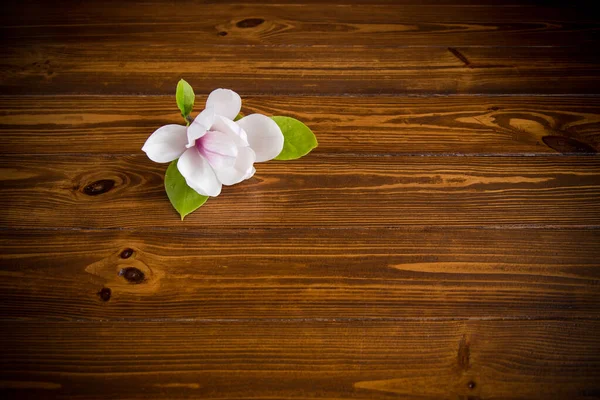 Una Flor Rosa Una Rama Magnolia Floreciente Cerca Una Mesa —  Fotos de Stock