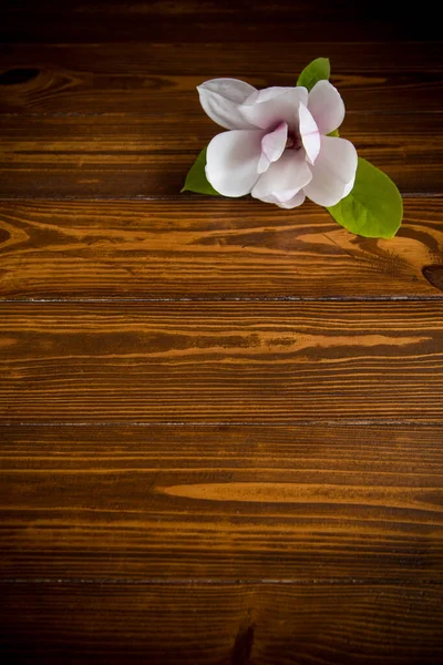 Uma Flor Rosa Ramo Magnólia Florescente Close Uma Mesa Madeira — Fotografia de Stock