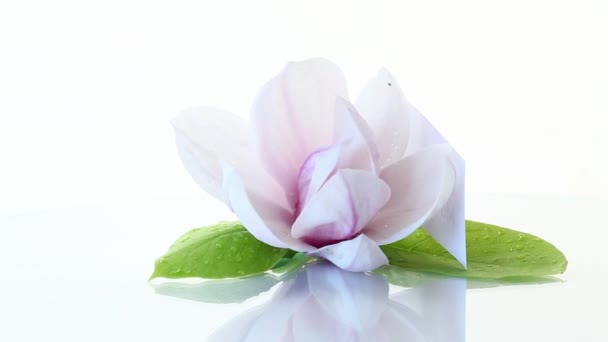 Un fiore rosa su un ramo di magnolia in fiore da vicino — Video Stock