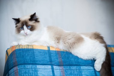 Genç, sağlıklı, güzel, safkan Ragdoll kedisi, evinde.