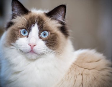 Genç, sağlıklı, güzel, safkan Ragdoll kedisi, evinde.