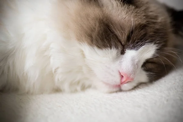 Jovem Saudável Bonito Puro Sangue Ragdoll Gato Casa — Fotografia de Stock