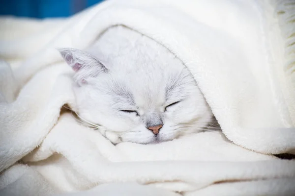 Volwassen Kat Ras Schotse Chinchilla Met Rechte Oren Slaapt Thuis — Stockfoto