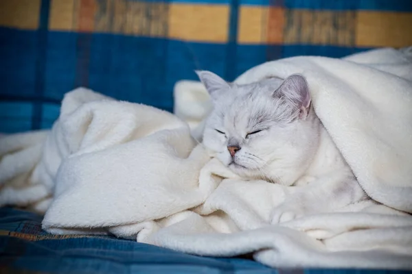 大人の猫の品種スコットランドのチンチラストレートの耳で家で寝る — ストック写真