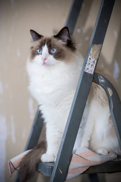 Lindo Gato Doméstico Ragdoll Una Escalera Construcción Espera Una Nueva — Foto de Stock