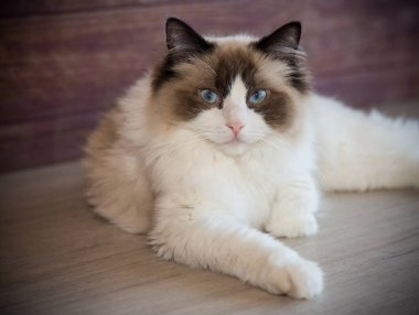 Genç, sağlıklı, güzel, safkan Ragdoll kedisi, evinde.