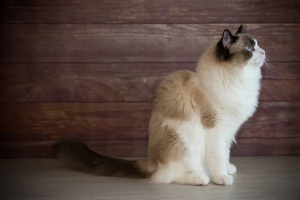 若い健康的な美しい純血ラグドール猫 自宅で — ストック写真