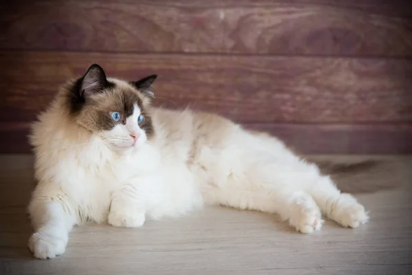 Jonge Gezonde Mooie Rasechte Ragdoll Kat Thuis — Stockfoto