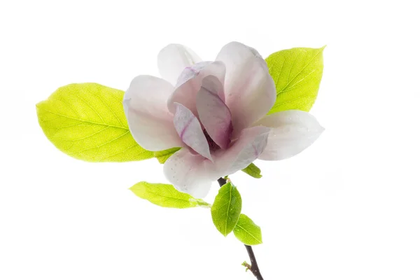 Una Flor Rosa Una Rama Magnolia Floreciente Cerca Aislada Sobre —  Fotos de Stock