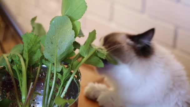 Een jonge Ragdoll kat die verse kruiden eet uit een vergiet — Stockvideo