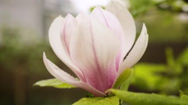 Çiçek açan manolya dalında bir pembe çiçek.