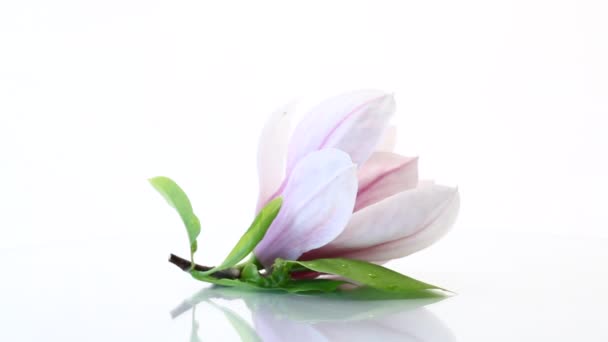 Una flor rosa en una rama de magnolia floreciente de cerca — Vídeos de Stock