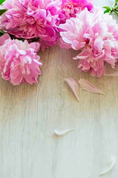 木の背景にピンク色の牡丹を咲かせ — ストック写真