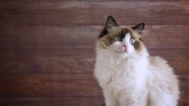 Jovem de raça pura bonito Ragdoll gato em casa — Vídeo de Stock