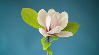 Çiçek açan manolya dalında bir pembe çiçek. Yaklaş.