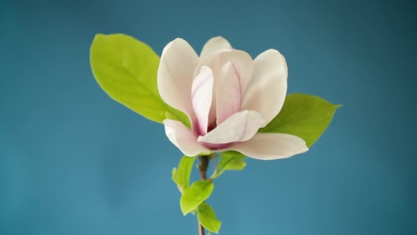 Una flor rosa en una rama de magnolia floreciente de cerca — Vídeos de Stock