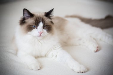 Genç, sağlıklı, güzel, safkan Ragdoll kedisi, evinde.