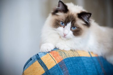 Genç, sağlıklı, güzel, safkan Ragdoll kedisi, evinde.