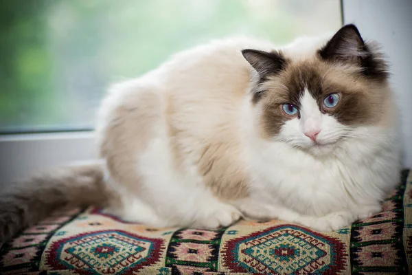 Jovem Saudável Bonito Puro Sangue Ragdoll Gato Casa — Fotografia de Stock