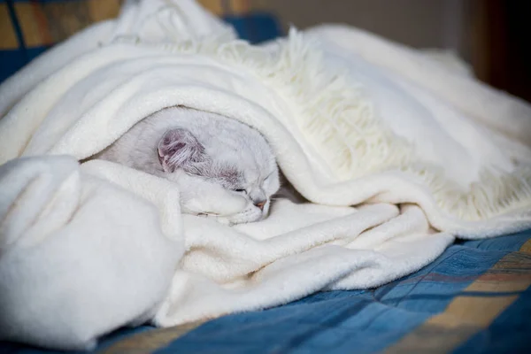 Adulto gato raça escocês chinchila com orelhas retas, dorme — Fotografia de Stock