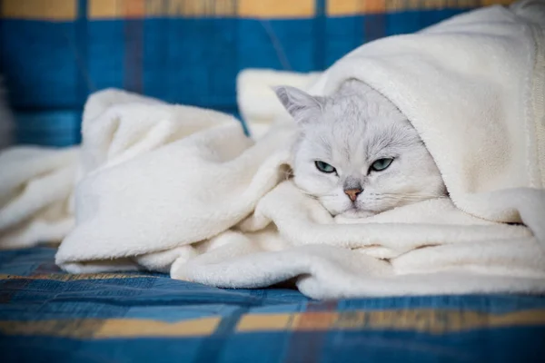 Adulto gato raça escocês chinchila com orelhas retas, dorme — Fotografia de Stock