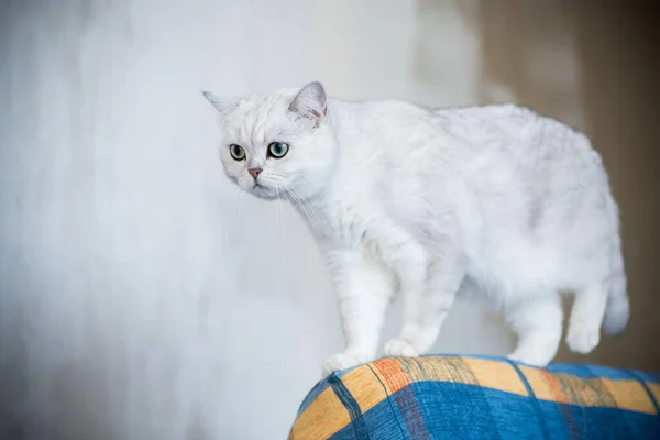 Gato adulto pedigrí escocés chinchilla orejas rectas — Foto de Stock