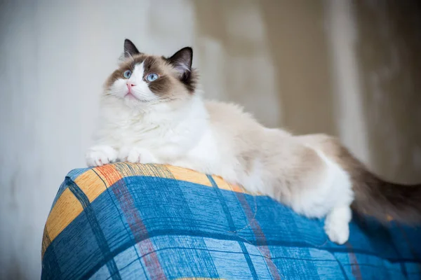 Νεαρή όμορφη καθαρόαιμη γάτα Ragdoll στο σπίτι — Φωτογραφία Αρχείου