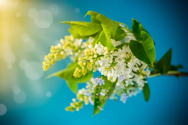 Букет з гілок весняного квітучого білого бузку — стокове фото