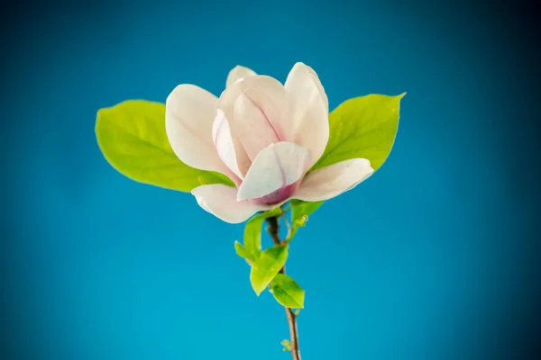 Un fiore rosa su un ramo di magnolia in fiore da vicino — Foto Stock