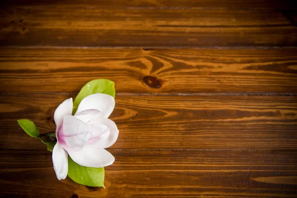 En rosa blomma på en gren av blommande magnolia på ett träbord — Stockfoto