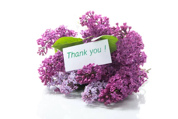 Bouquet of different blooming spring lilacs on white background — Stock Photo, Image