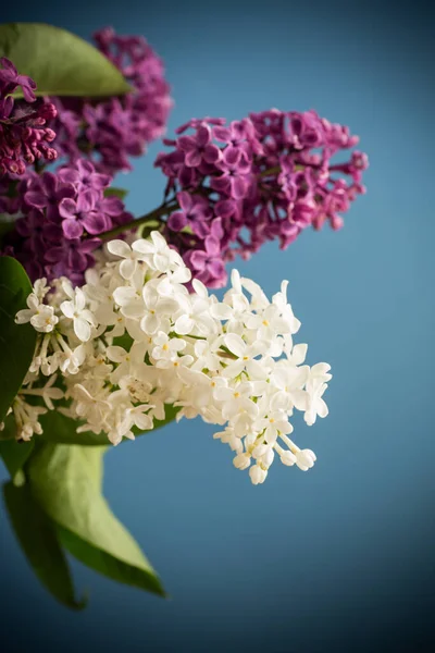 Ramo de diferentes flores de primavera lilas sobre fondo blanco — Foto de Stock