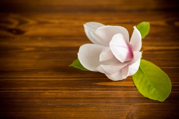 Una flor rosa en una rama de magnolia floreciente sobre una mesa de madera Fotos de stock
