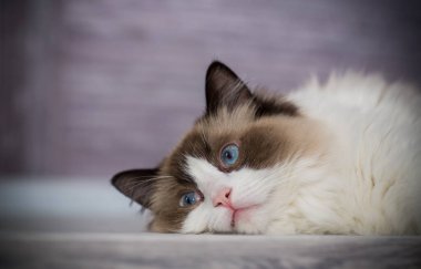 Genç, sağlıklı, güzel, safkan Ragdoll kedisi, evinde.