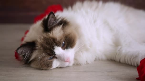 Joven hermosa pura raza Ragdoll gato en casa — Vídeo de stock