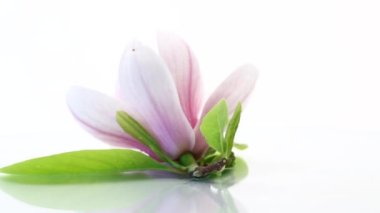 Çiçek açan manolya dalında bir pembe çiçek. Yaklaş.