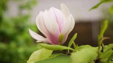 Çiçek açan manolya dalında bir pembe çiçek.