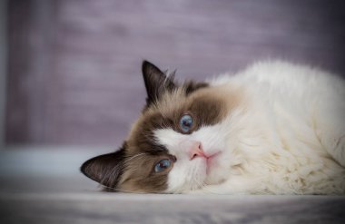 Genç, güzel, safkan Ragdoll kedisi evde.