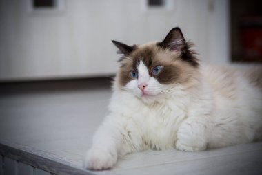 Genç, güzel, safkan Ragdoll kedisi evde.