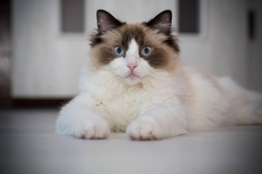 Genç, güzel, safkan Ragdoll kedisi evde.