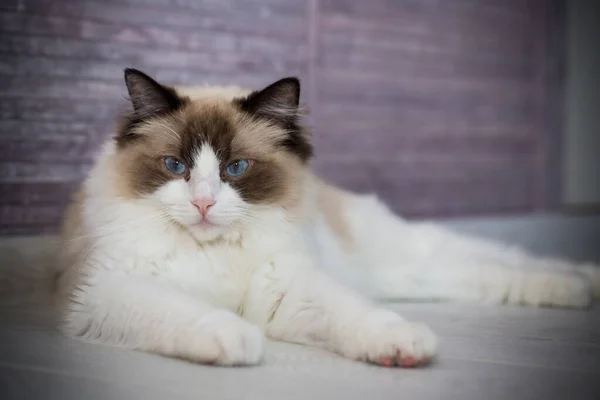 Jovem de raça pura bonito Ragdoll gato em casa — Fotografia de Stock