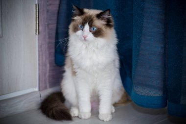 Genç, sağlıklı, güzel, safkan Ragdoll kedisi, evinde.