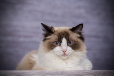 Genç, sağlıklı, güzel, safkan Ragdoll kedisi, evinde.