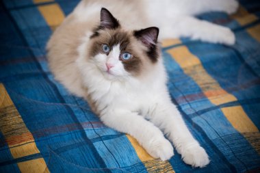 Genç, sağlıklı, güzel, safkan Ragdoll kedisi, evinde.