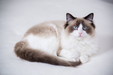 Genç, sağlıklı, güzel, safkan Ragdoll kedisi, evinde.