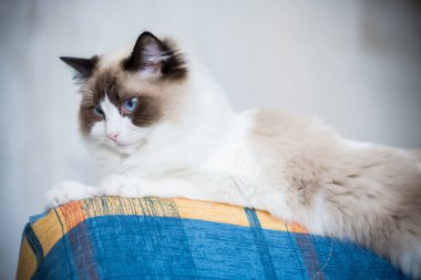 Genç, sağlıklı, güzel, safkan Ragdoll kedisi, evinde.