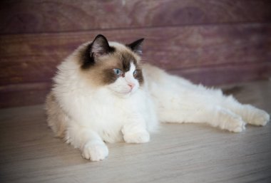 Genç, sağlıklı, güzel, safkan Ragdoll kedisi, evinde.